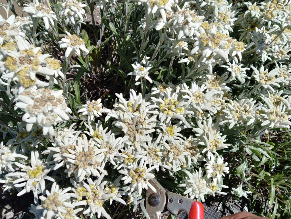 edelweiss